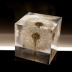 Dandelion Specimen Cube Creative Resin Tabletop Decoration